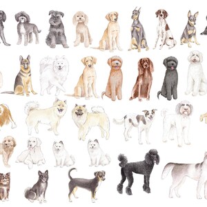 May include: Watercolor illustration featuring a variety of dog breeds in various poses. The dogs are depicted in a realistic style, with detailed fur and expressions. Breeds include a poodle, husky, and labrador.
