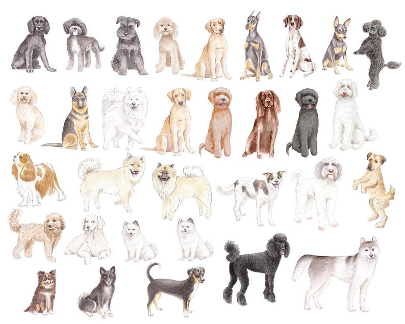 May include: Watercolor illustration featuring a variety of dog breeds in various poses. The dogs are depicted in a realistic style, with detailed fur and expressions. Breeds include a poodle, husky, and labrador.