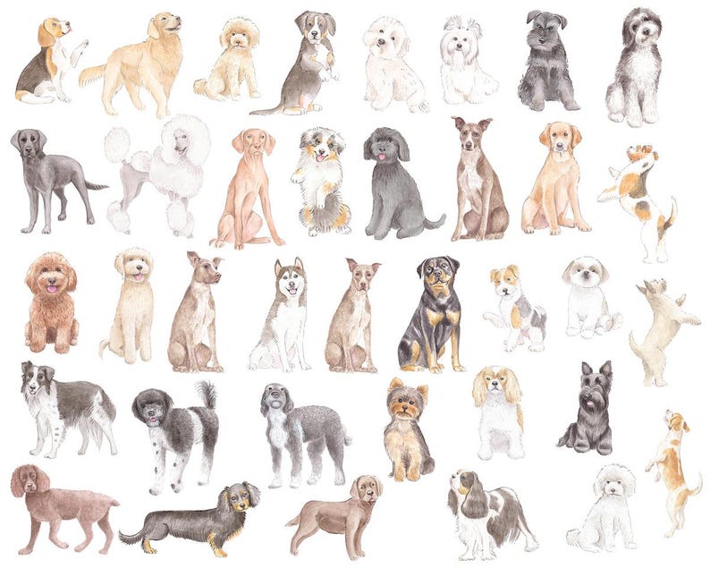 May include: Watercolor illustration of various dog breeds, including a beagle, golden retriever, poodle, and husky. The dogs are depicted in different poses and colors, set against a white background. The artwork showcases a variety of dog breeds.