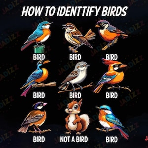 Comment identifier les oiseaux (PNG), T-shirt drôle d'identification des oiseaux, idée cadeau originale pour ornithologues, t-shirt hilarant d'observation des oiseaux, sublimation