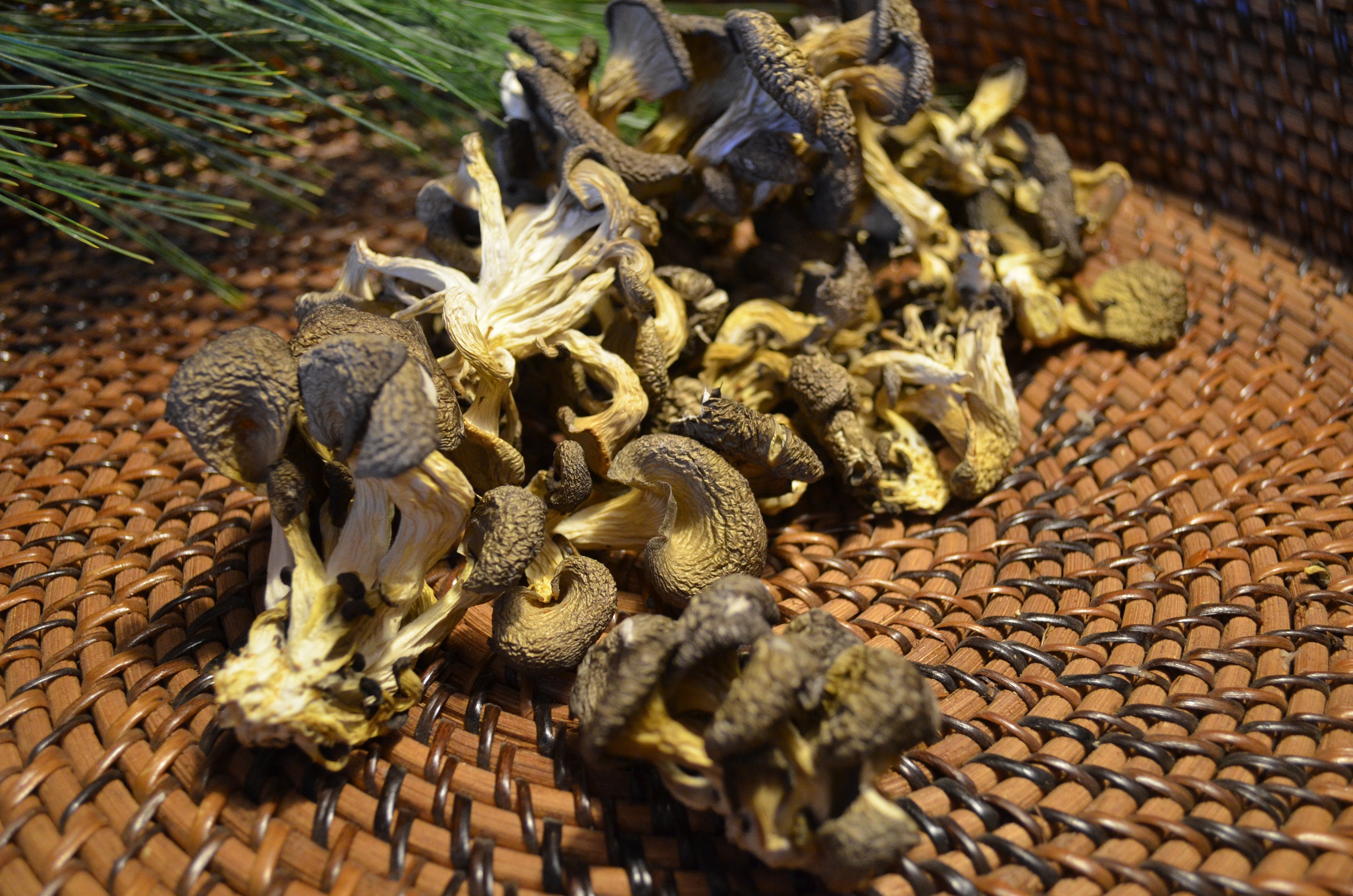 Sun Dried Oyster Mushrooms, Vitamin D Boosted, Organically Grown in the