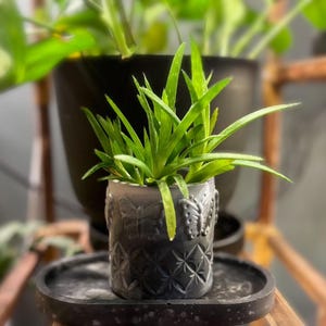 May include: A small, potted aloe vera plant with long, green leaves. The plant is in a dark gray, patterned ceramic pot with butterfly and diamond designs. The pot sits on a matching tray, with a larger black pot in the background.