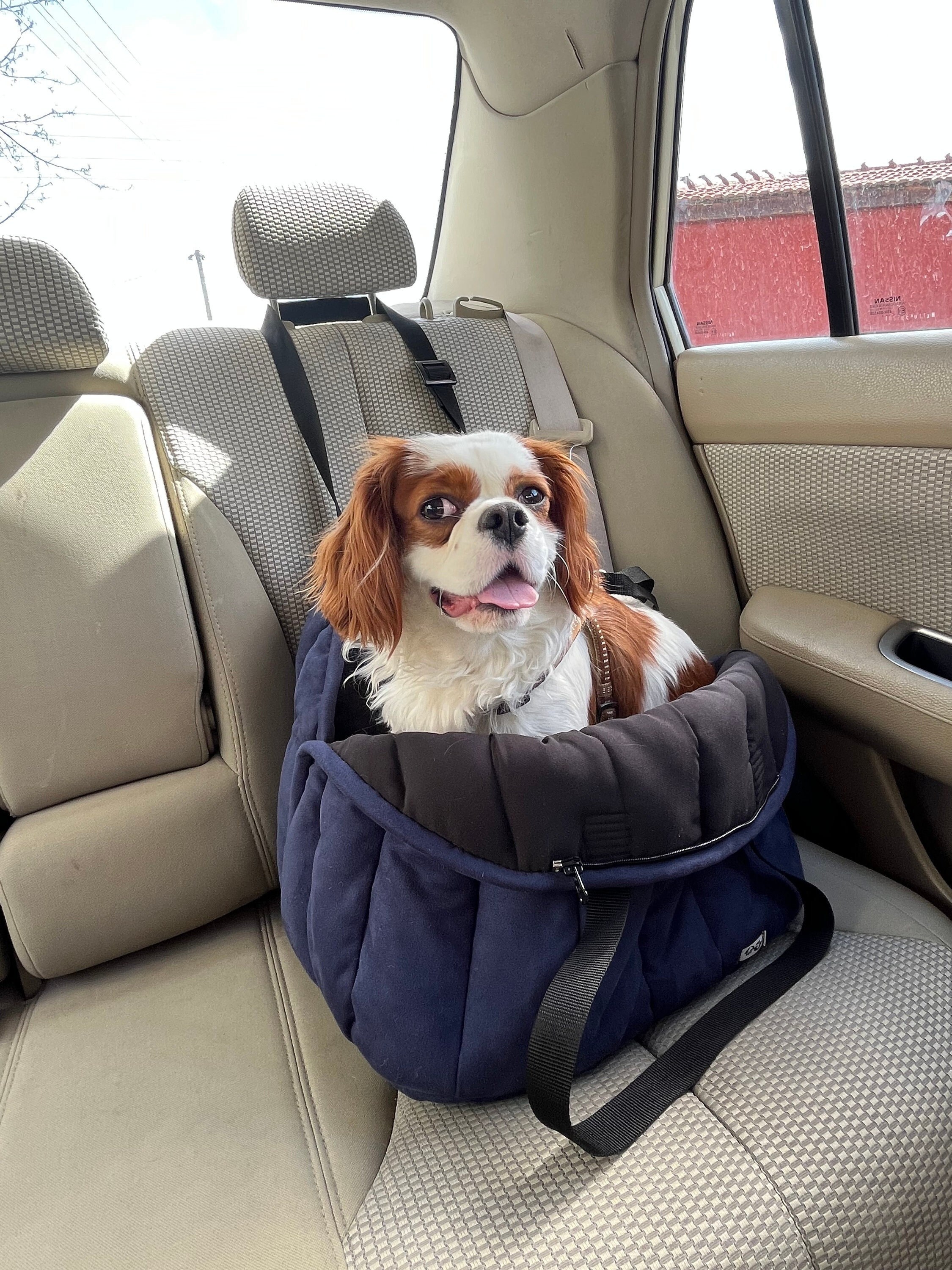 Cavalier King Charles Spaniel Car Seat Back Organizers (2 Pack) - All Cavalier King Charles Spaniel Car Seat Back Organizers (2 Pack) - All