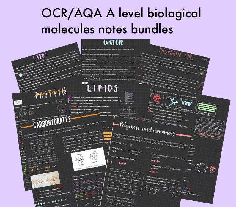 OCR/AQA a Level Biology Notes Biological Molecules - Etsy