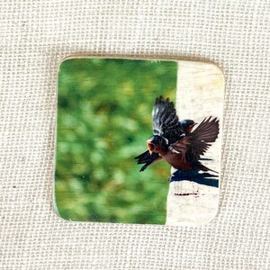 Baby Barn Swallow coaster, Bird coaster, Baby bird, Drinkware, Barware, Bird art, Photography