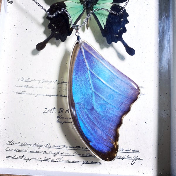 Collier papillon Morpho bleu, vrai collier papillon, papillon morpho réaliste, pendentif papillon en gros papillons taxidermisés