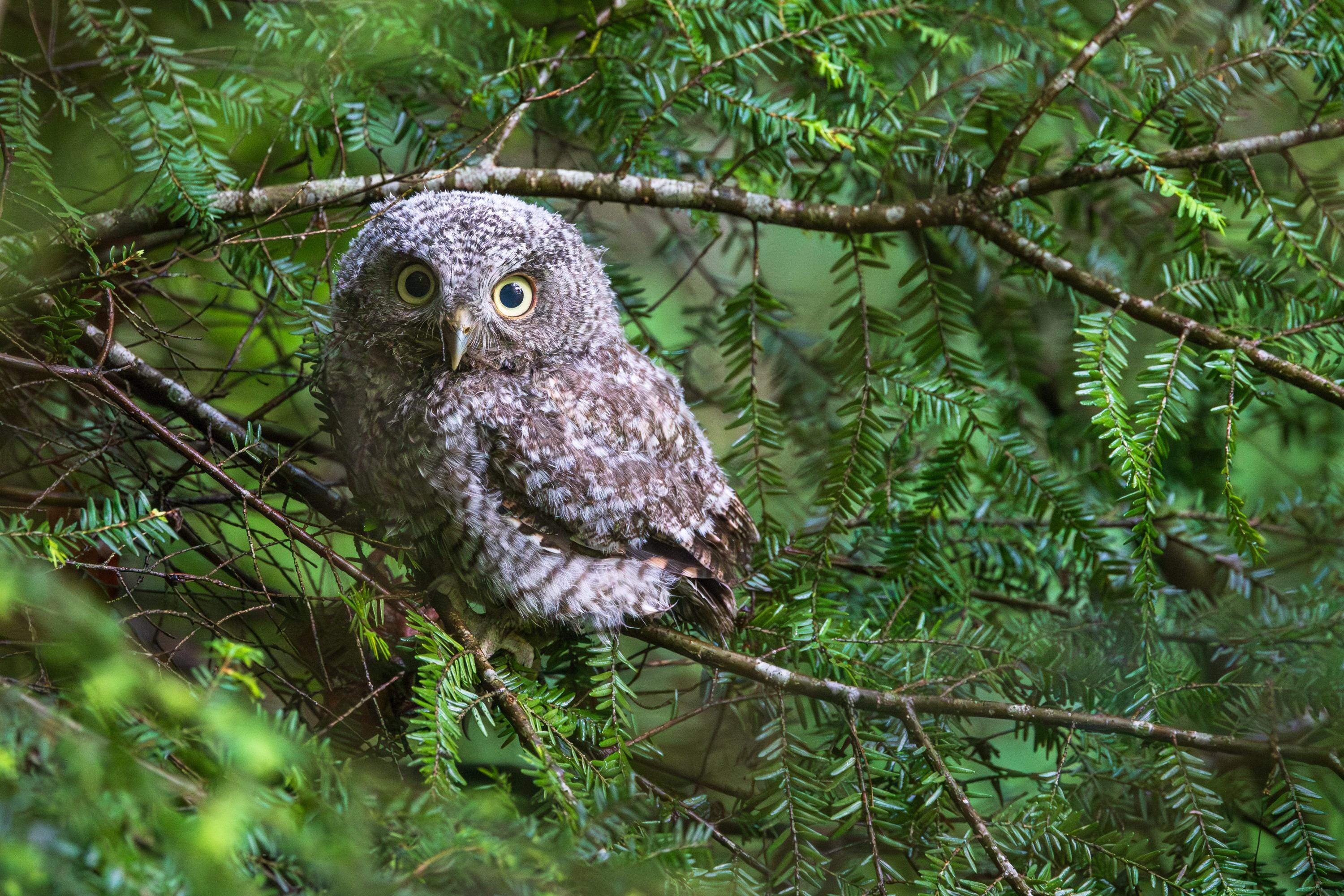 Eastern Screech-Owl, 8x12 print w/ 12x16 mat