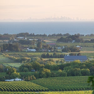 Vineyards at Sunrise, 8x12 print w/ 12x16 mat