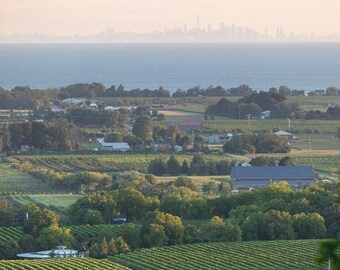 Vineyards at Sunrise, 8x12 print w/ 12x16 mat