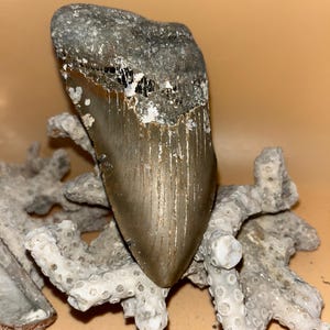 Diente parcial de megalodón de 4,57 pulgadas de alta calidad: fósil de tiburón prehistórico, recuperado a mano.