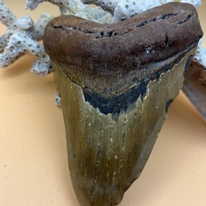 May include: A fossilized shark tooth featuring a dark brown, textured root and a smooth, tan-colored enamel blade with visible vertical striations. The tooth is positioned in front of a piece of white, porous, branching coral structure.