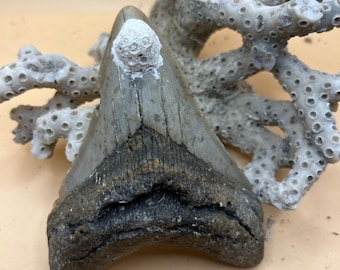 4.2" Megalodon Tooth, Prehistoric Shark Fossil, Hand Recovered