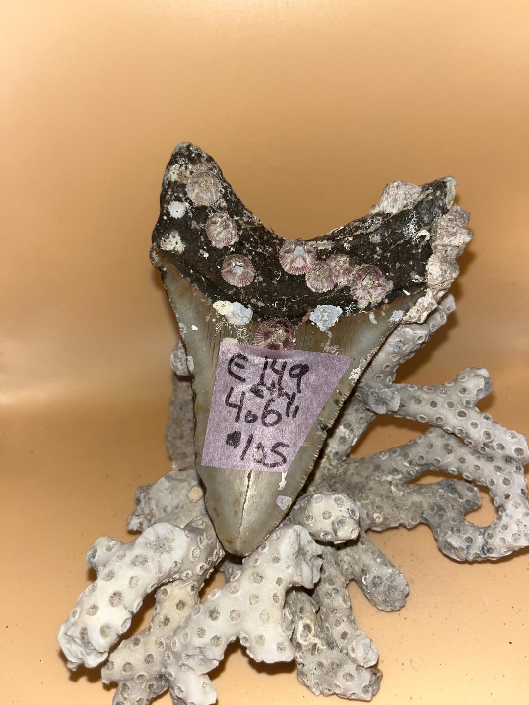 4.6” Barnacle Beauty Megalodon Tooth Fossil, Hand Recovered Prehistoric ...