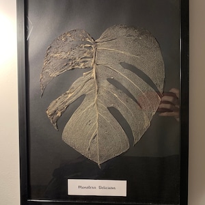 Dried leaf frame Monstera Deliciosa