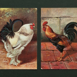 Paire de cartes postales anciennes de coqs | Non voyagée | oiseau oiseaux nature art élevage de poulets