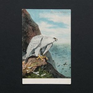 carte postale vintage d'un faucon gerfaut | Non voyagée | oiseau oiseaux nature art faucon