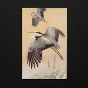 carte postale vintage d'un héron cendré - peinture par Roland Green | Non voyagée | oiseau oiseaux nature art