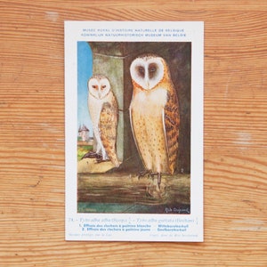 carte postale vintage représentant deux effraies des cloches | Non publié | oiseau oiseaux nature chouette