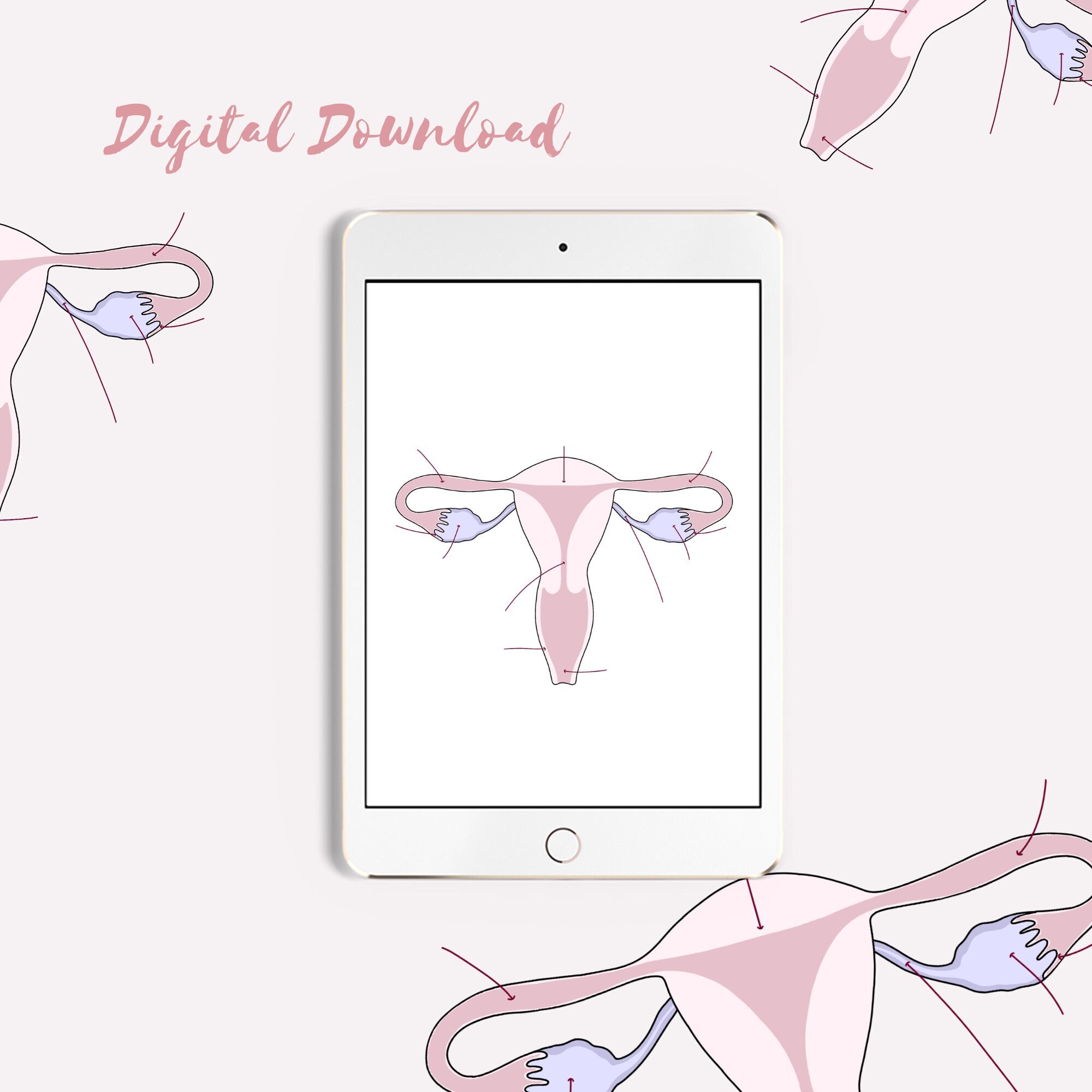 Digital Anatomy Diagram Female Reproductive System - Etsy