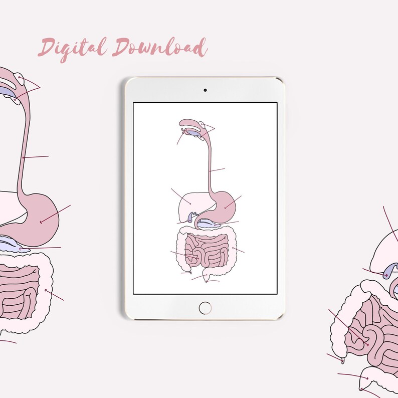 Digital Anatomy Diagram Digestive System Unlabelled - Etsy