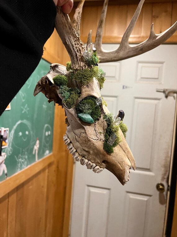 Whitetail Buck European Mount Adorned With Quartz Crystals, Druzy