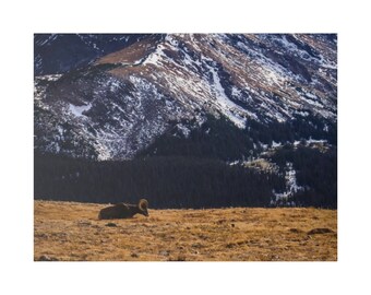 Longhorn Sheep grazing in mountains - Matte Canvas, Stretched