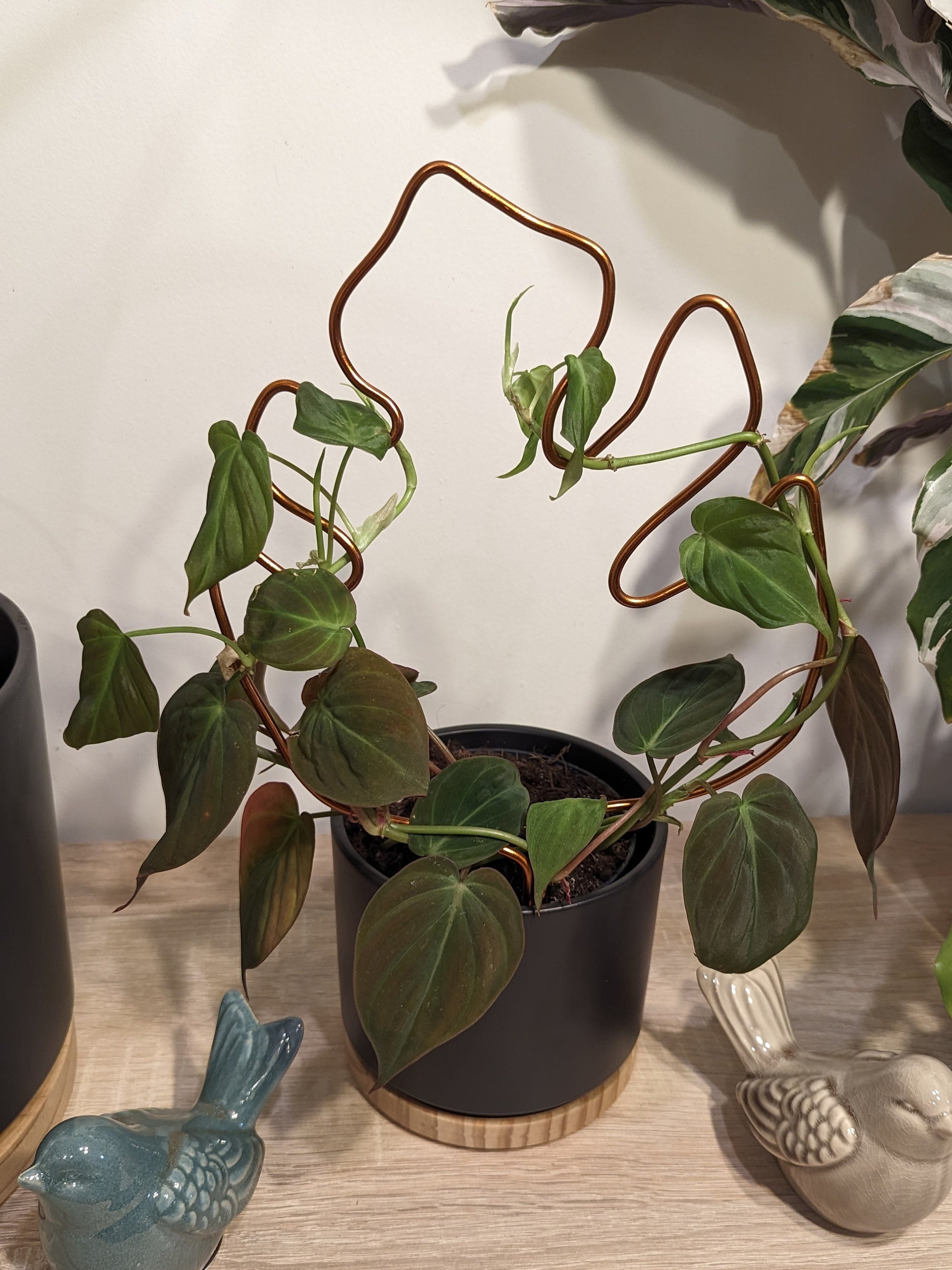 Monstera Pflanzensttze | Rankhilfe | kupferfarbiger Pflanzenhalter |  Pflanzen Halterung aus Draht | Rankgitter | Zimmerpflanzenstecker - Etsy.de