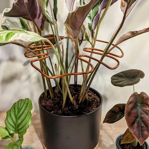 Può includere: Una collezione di piante in vaso, tra cui una Calathea con foglie bordate di viola, una piccola Alocasia e una Calathea con foglie a strisce. Un supporto per piante color rame circonda la pianta più grande in un vaso nero con base in legno.