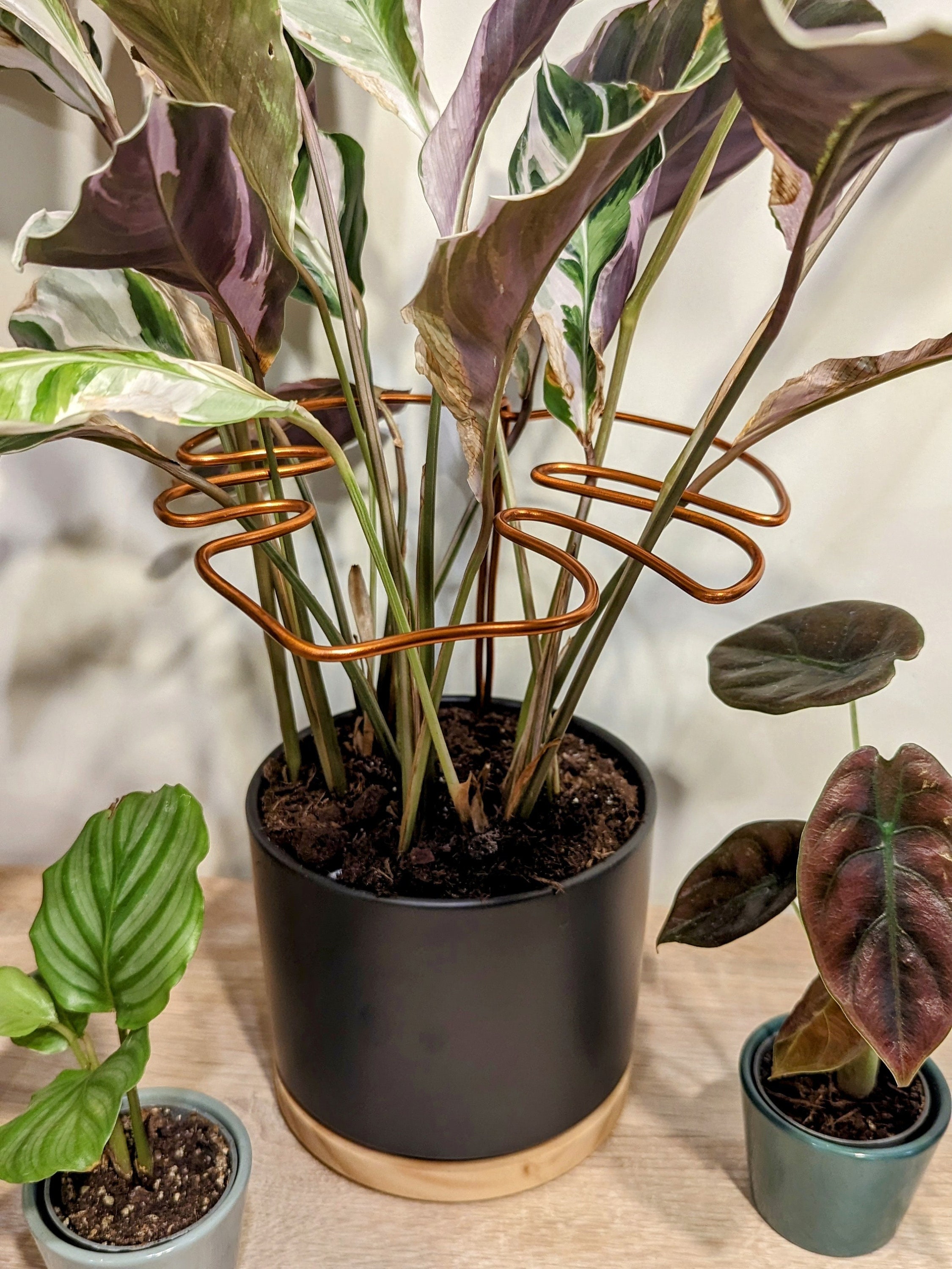 Monstera Pflanzensttze | Rankhilfe | kupferfarbiger Pflanzenhalter |  Pflanzen Halterung aus Draht | Rankgitter | Zimmerpflanzenstecker - Etsy.de