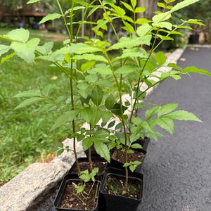 May include: A collection of young green plants in small black square plastic pots. Each plant features thin brown stems and multiple bright green compound leaves with serrated edges. The plants are arranged in a cluster on a dark surface.