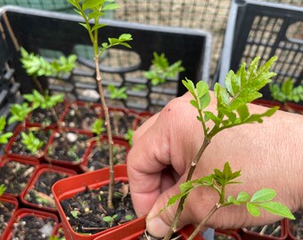 Sichuan Pepper Seedling, 花椒树苗