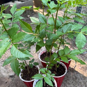 Sichuan Pepper Tree Sapling, 花椒树苗
