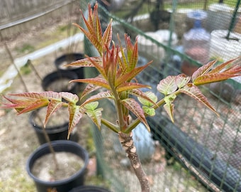 Chinese Toona Sinensis，裸根香椿树苗 (Buy One Get One Free)