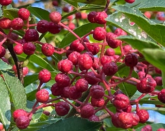 Fresh Sichuan Peppercorn seeds, 新鲜花椒树种子