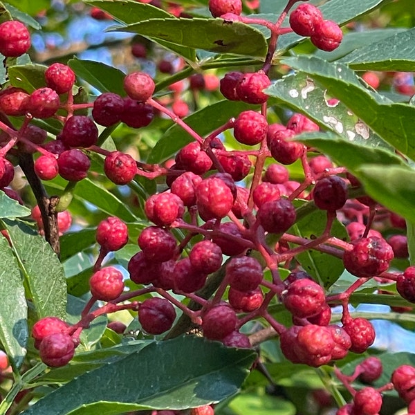 Fresh Sichuan Peppercorn seeds, 新鲜花椒树种子