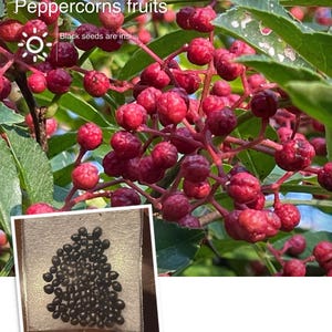 Sichuan Peppercorn seeds from 2025 harvest