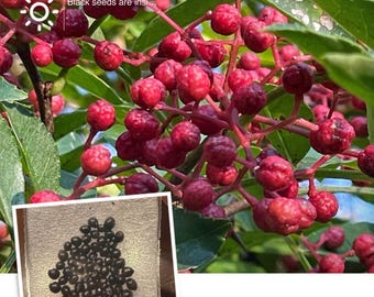 Sichuan Peppercorn Seeds from 2025 harvest
