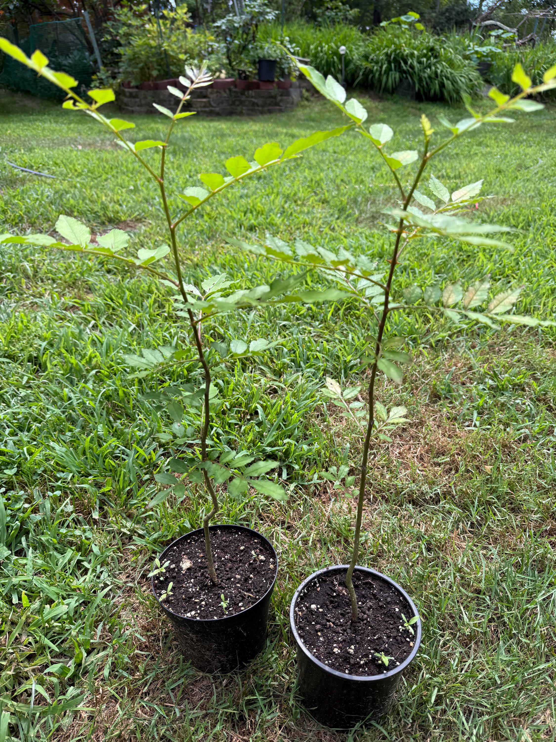 Sichuan Pepper Tree, 花椒树