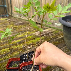 Sansho Pepper Plant - Etsy