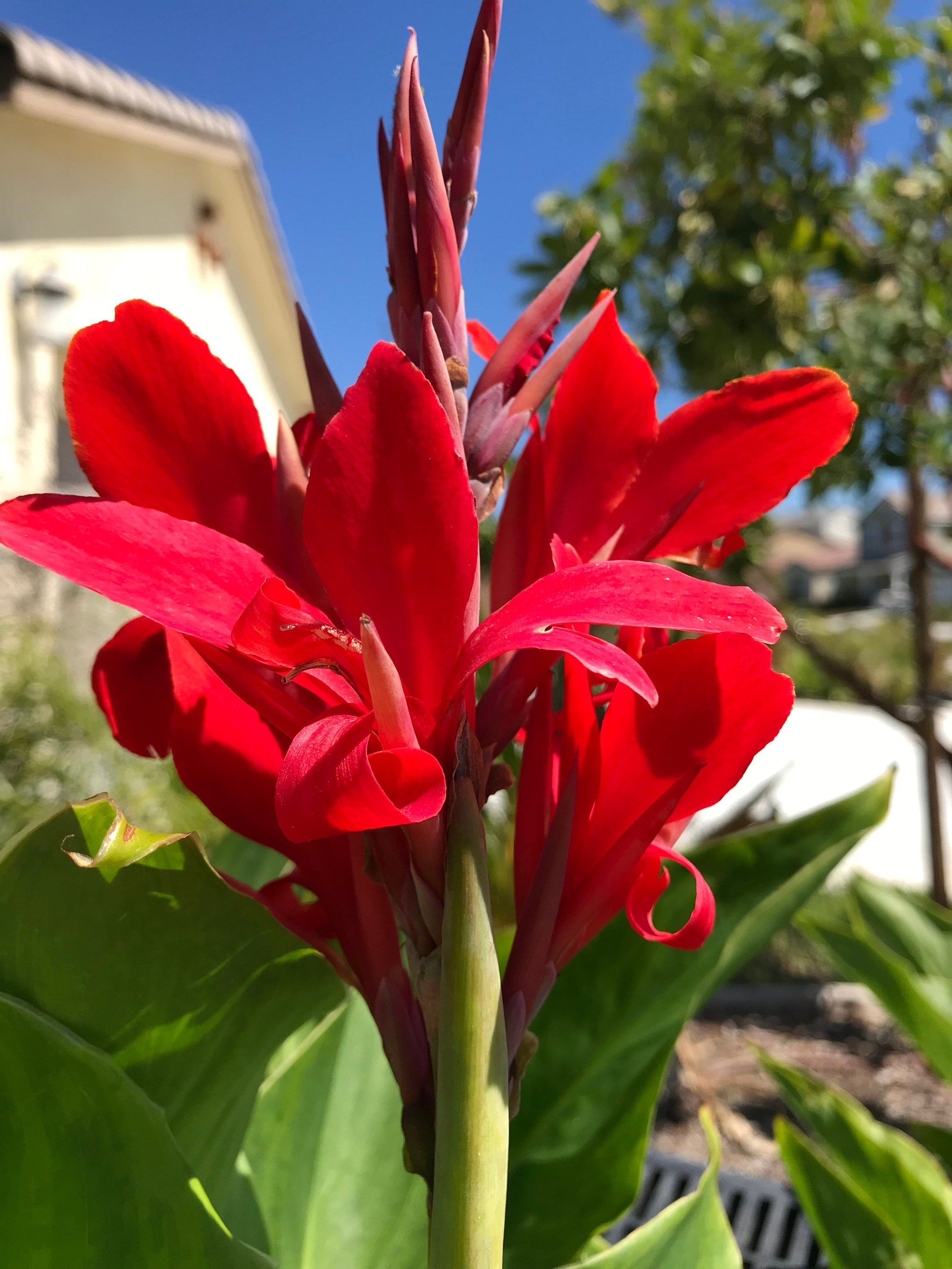 Canna Kreta Rhizome: Brilliant Red Blooms - 1-rhizome - Etsy