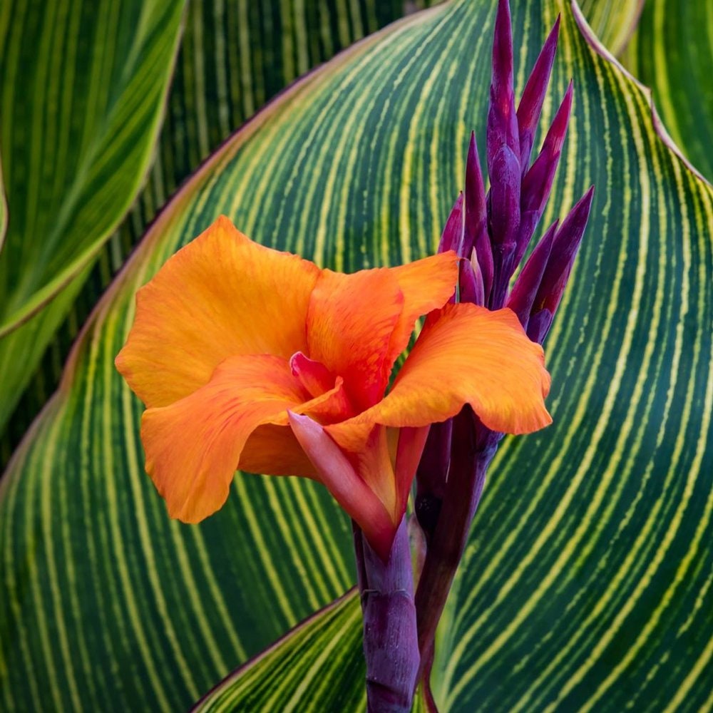 Canna Lily Pretoria / Bengal Tiger: Variegated Green Foliage - 2-Rhizomes