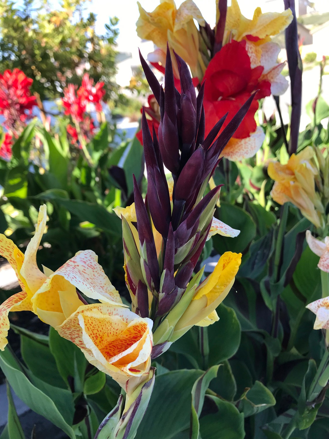 Canna Lily Cleopatra Rhizomes Etsy