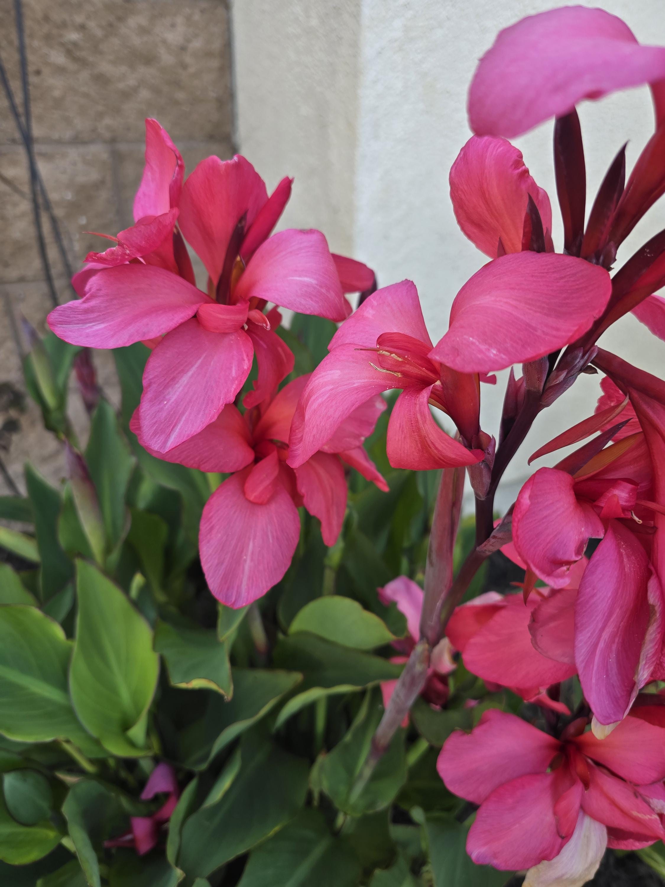 Canna Lily Cannova Rose Rhizomes: Deep Pink Blooms, Dwarf Variety