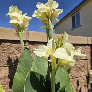 Canna Lily Alaska Rhizome: White Angelic Blooms - 1-Rhizome