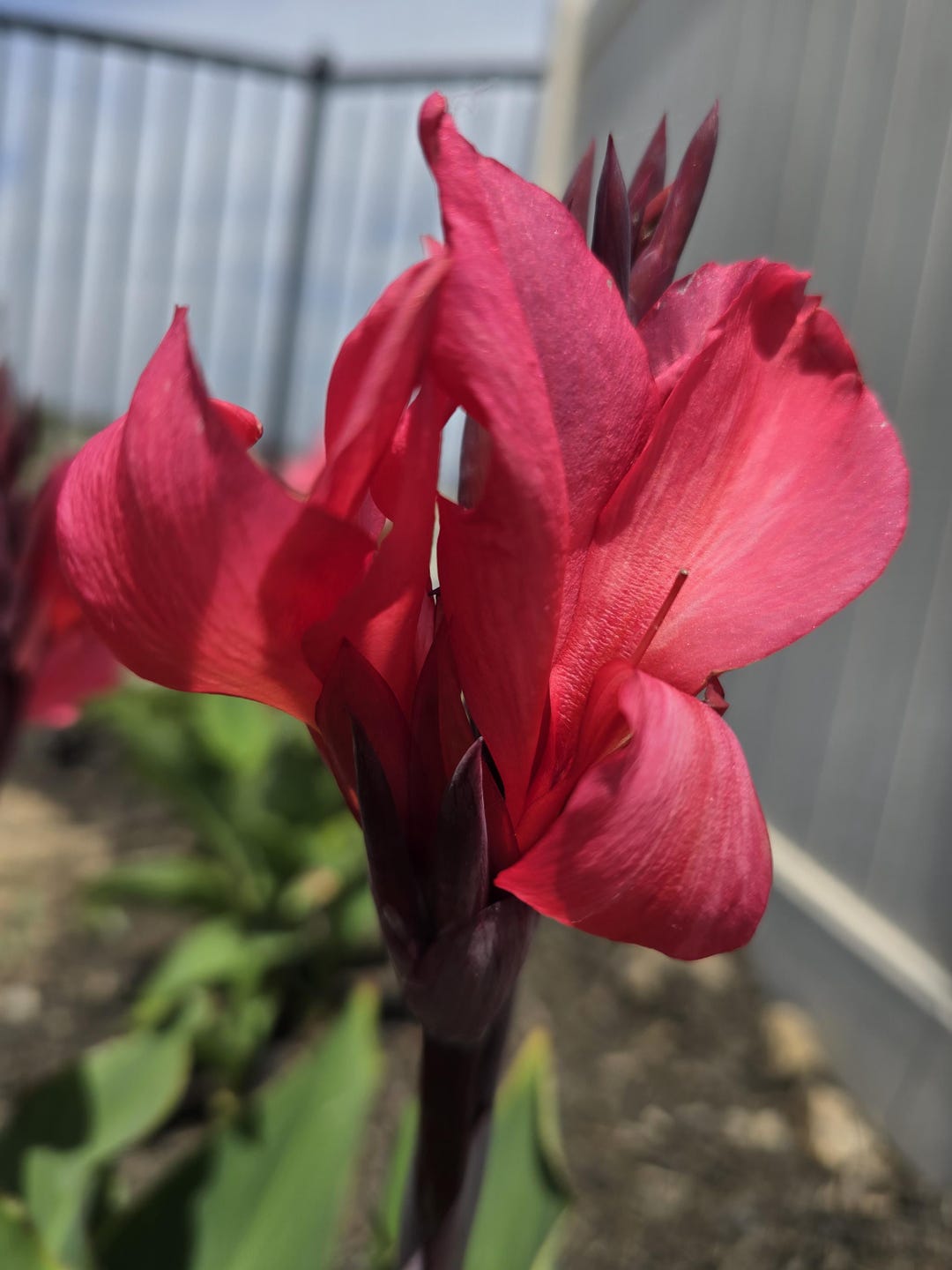Canna Lily Cannova Rose Rhizomes: Deep Pink Blooms, Dwarf Variety