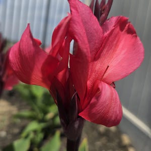 Cannova Rose Canna Lily Rhizome: Dwarf Variety