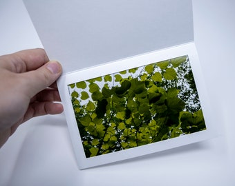 Green Leaves of Summer Photograph Print