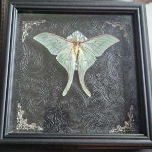 ON SALE RARE Actias Selene - Indian Moon Moth / Luna Moth