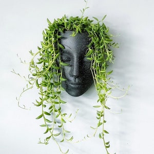 Bossa Linda Wall Face Planter - Tranquilo Design, Black