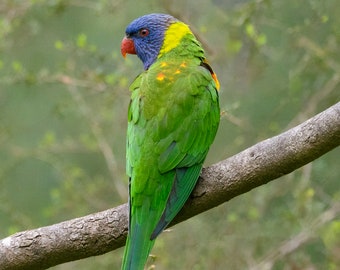 Rainbow lorikeet - Australian Bird Photography - Digital download